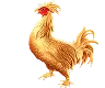 Đá Gà